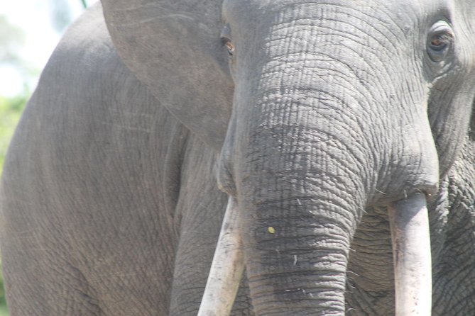 3-Day Queen Elizabeth and Chimpanzees-Join a Group! - Day 1 in Queen Elizabeth: Evening Game Drive and First Lodge Night