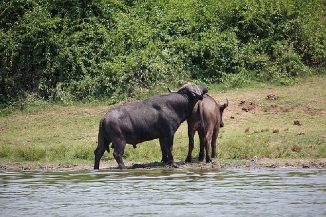 3-Day Safari in Queen Elizabeth National Park Uganda from Kampala - From Kampala to Queen Elizabeth: the ride, the timing, and the comfort