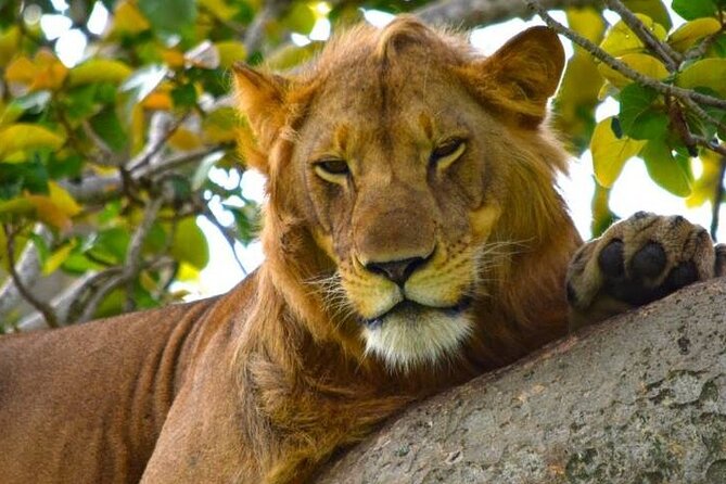 3-Day Safari in Queen Elizabeth National Park Uganda from Kampala - Kazinga Channel: the 2-hour boat safari for hippos, crocs, and birds