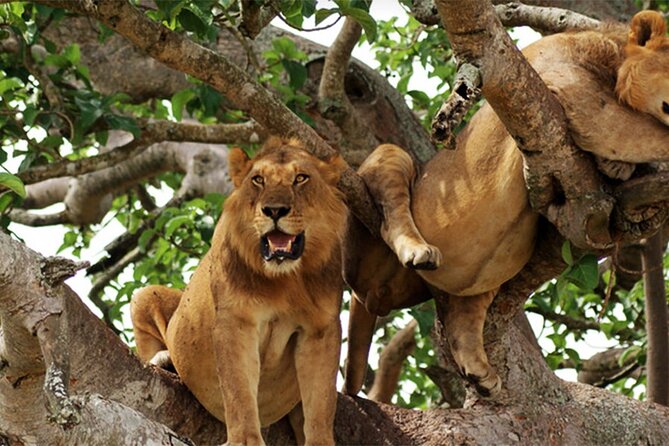 3-Day Safari in Queen Elizabeth National Park Uganda from Kampala - Lodges, full-board meals, and the included photography that saves you effort