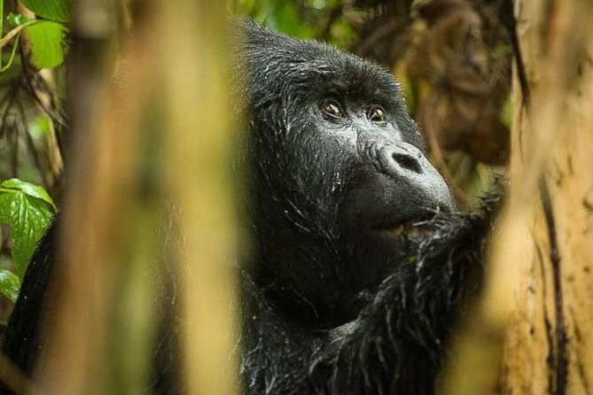 A mountain gorilla in the bamboo at Bwindi