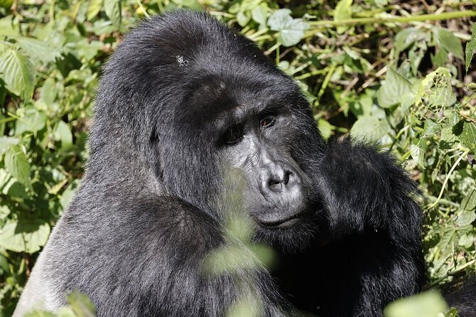 3 Day Uganda Gorilla Trekking and Batwa Pygmies Experience - Kampala to Bwindi in 3 days: what the trip flow really feels like