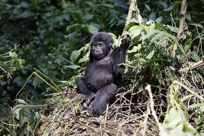 3 Day Uganda Gorilla Trekking and Batwa Pygmies Experience - Practical tips that make Day 2 easier