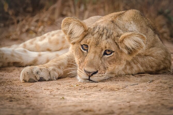 3-Day Ultimate Big Five Safari - Murchison Falls & Rhinos - Ziwa Rhino Sanctuary Walk: Up Close Without Feeling Like a Zoo Trip