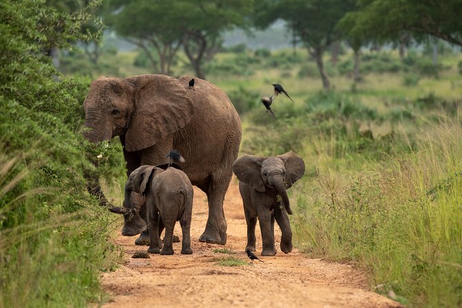 3-Day Ultimate Big Five Safari - Murchison Falls & Rhinos - Day 2 Game Drive by 4x4 Plus Victoria Nile Boat Safari