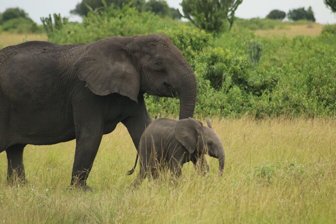 3-Day Ultimate Big Five Safari - Murchison Falls & Rhinos - Day 3 Optional Safari Morning, Then Back to Kampala