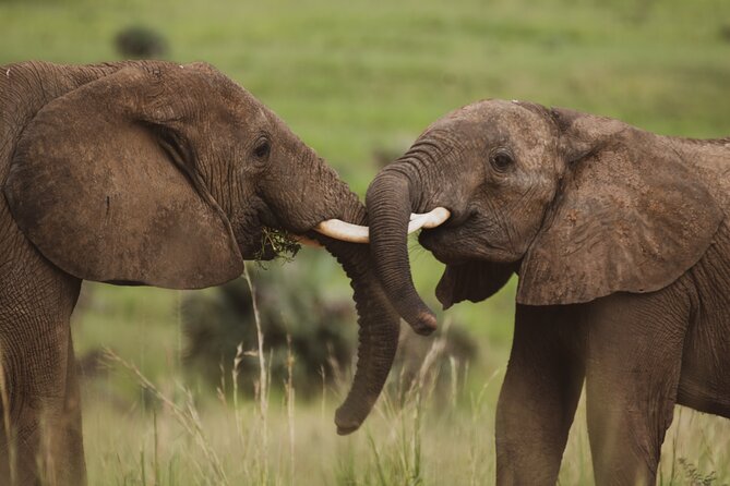 3-Day Ultimate Big Five Safari - Murchison Falls & Rhinos - Lodging and Food: What All Included Usually Feels Like on Safari