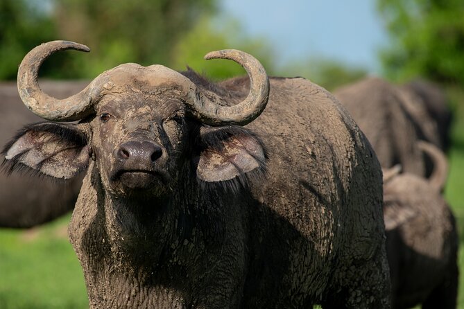 3-Day Ultimate Big Five Safari - Murchison Falls & Rhinos - Pace, Comfort, and the Real Size of the Group (Max 12)