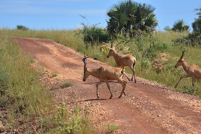 3-Day Ultimate Big Five Safari - Murchison Falls & Rhinos - Price and Value Check for $995 Per Person
