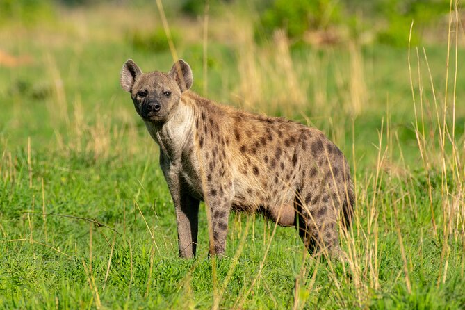3-Day Ultimate Big Five Safari - Murchison Falls & Rhinos - Booking Tips for Better Sightings and a Smoother Trip