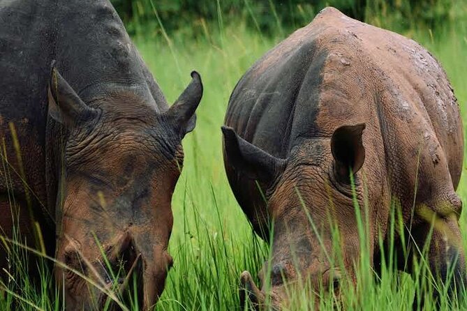 3-Day Ultimate Big Five Safari - Murchison Falls & Rhinos - Day 1 Inside Murchison Falls National Park: The Falls First, Then Lodge Reset