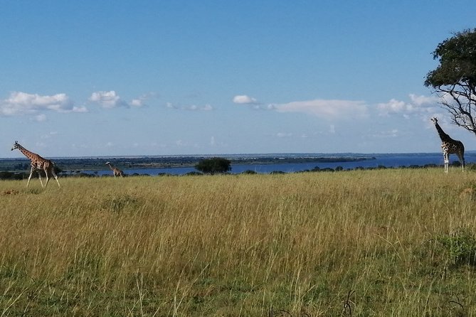 3 Days 2 Nights, Murchison Falls And Wildlife Safari - Key highlights worth getting excited about