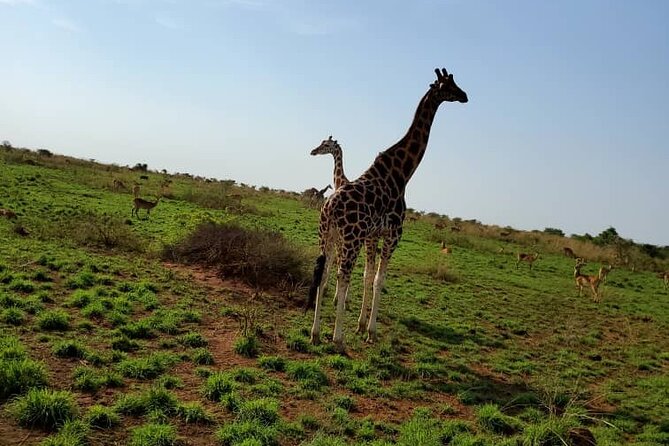 3 Days 2 Nights, Murchison Falls And Wildlife Safari - Kampala to Murchison Falls: your day starts at 6:00 am