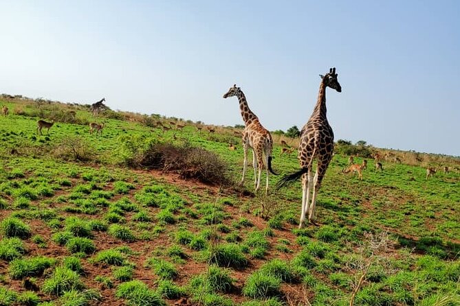 3 Days 2 Nights, Murchison Falls And Wildlife Safari - Meals and pace: 3 breakfasts, 2 lunches, 2 dinners that keep you moving