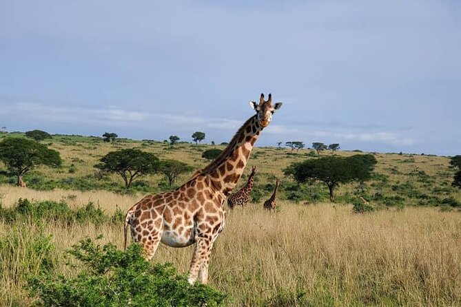 3 Days 2 Nights, Murchison Falls And Wildlife Safari - Price and logistics: what $2,330.77 per person really covers