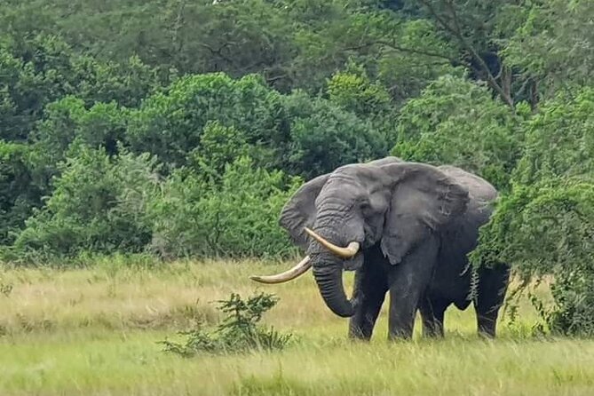 3 Days Best of Queen Elizabeth National Park Wildlife Tour - From the Equator to Queen Elizabeth: Day 1’s First Big Push