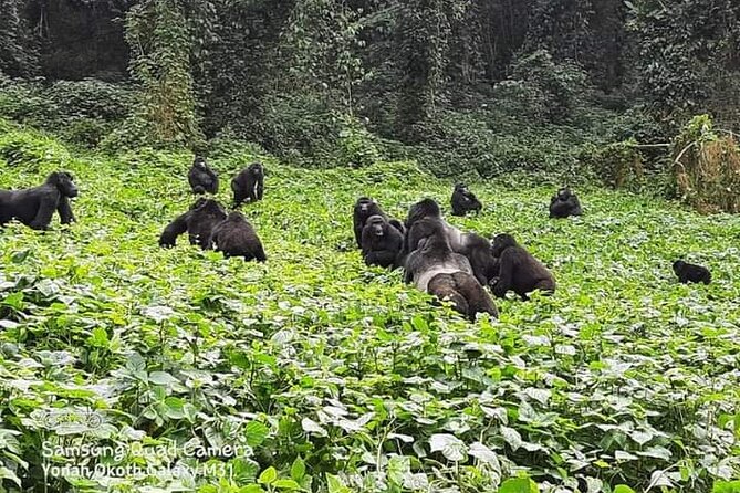 3 Days Best of Queen Elizabeth National Park Wildlife Tour - Wildlife Expectations: What’s Realistic Here