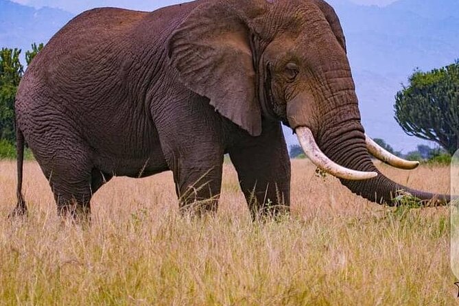 3 Days Best of Queen Elizabeth National Park Wildlife Tour - Ceasar, the Human Factor, and Why Private Tours Matter