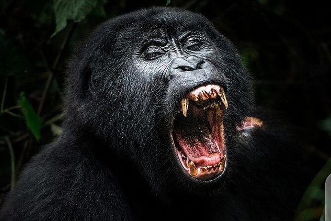 3 Days Best of Queen Elizabeth National Park Wildlife Tour - Quick Fit Check: Who This Tour Suits Best