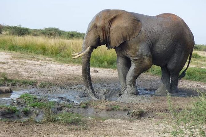 3 Days Best of Queen Elizabeth National Park Wildlife Tour - Kyambura Gorge Chimp Trek and the Return Road