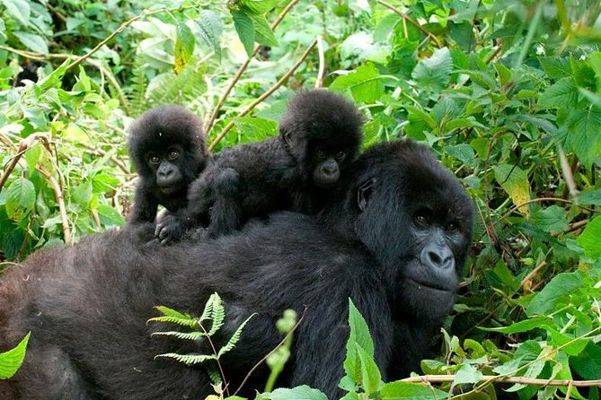 3 Days Bwindi Gorilla Trekking tour - Bwindi gorillas, plus Equator and Lake Bunyonyi