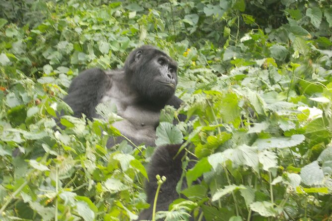 3 Days Bwindi Gorilla Trekking tour - Day 2: Two big mornings, 7:45 am briefing, and one hour with gorillas