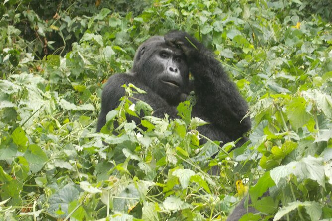 3 Days Bwindi Gorilla Trekking tour - Guides make the difference, and this one leans on them