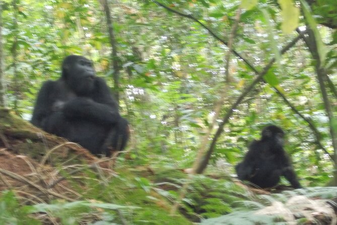 3 Days Bwindi Gorilla Trekking tour - What the trek is really like, and how to prep without overpacking