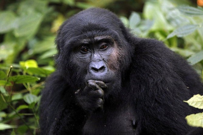 3 Days Gorilla Trekking Expedition Uganda - Price and logistics: is $1,880 really value for money?