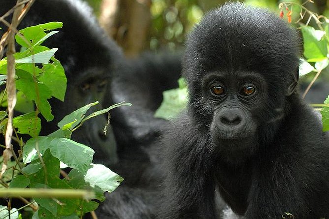 3 Days Gorilla Trekking Expedition Uganda - Day 1 from Entebbe toward Bwindi, with the Green Equator stop