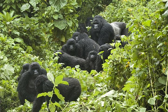 3 days Gorilla Trekking in Bwindi Inpenetrable national Park - Key highlights worth knowing before you go