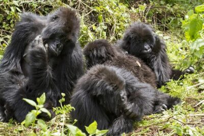 3 days Gorilla Trekking in Bwindi Inpenetrable national Park