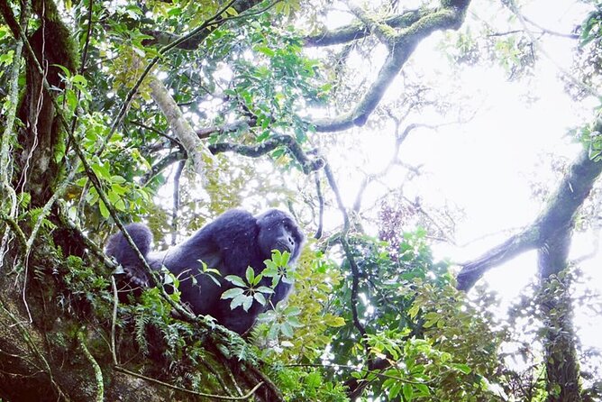 3 Days Gorilla Trekking Safari - Day 3: Lake Bunyonyi Boat Ride, Island Views, and the Kigali Return via Katuna