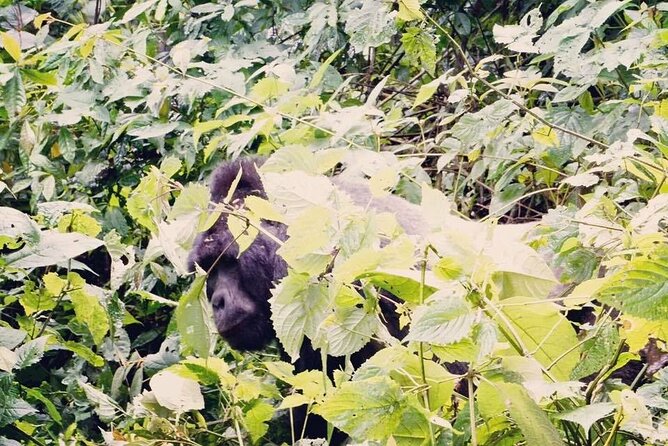 3 Days Gorilla Trekking Safari - Price and Value: What $1,890 Gets You in Real Terms