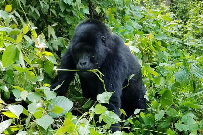 3 Days Gorilla Trekking Safari - Small Team, Big Deal: How Guide Support Shows Up on Trek Days