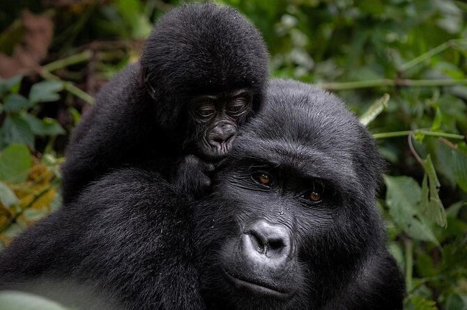 3 Days gorilla trekking Safari tour in Uganda - Key Highlights You’ll Feel From Start to Finish