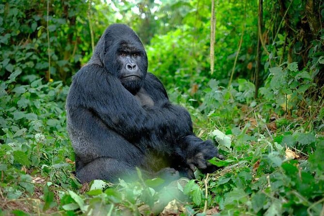 3 Days gorilla trekking Safari tour in Uganda - What Bwindi Gorilla Trekking Changes About Your Trip