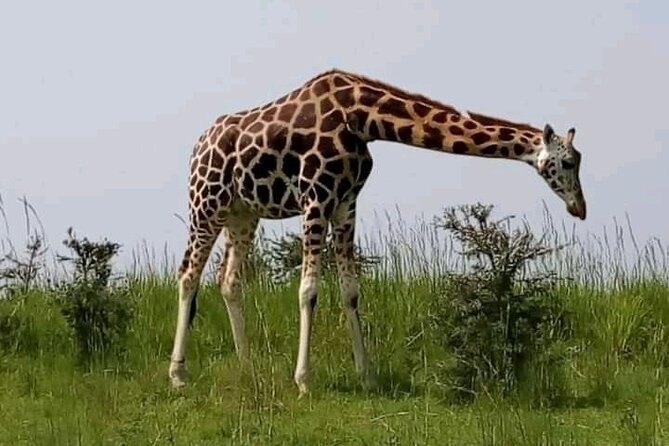 3 Days gorilla trekking Safari tour in Uganda - The Gorilla Trek Day: Briefing, Etiquette, and the 1 to 6 Hour Walk