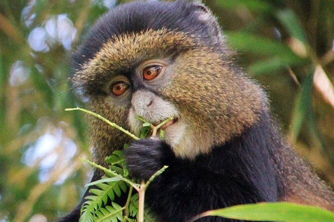 3 Days gorilla trekking Safari tour in Uganda - The Return to Entebbe: Equator Line Stop and Flight Timing
