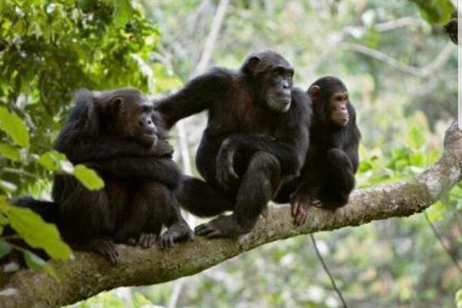 3 Days gorilla trekking Safari tour in Uganda - Price and Value: What You Are Really Paying For
