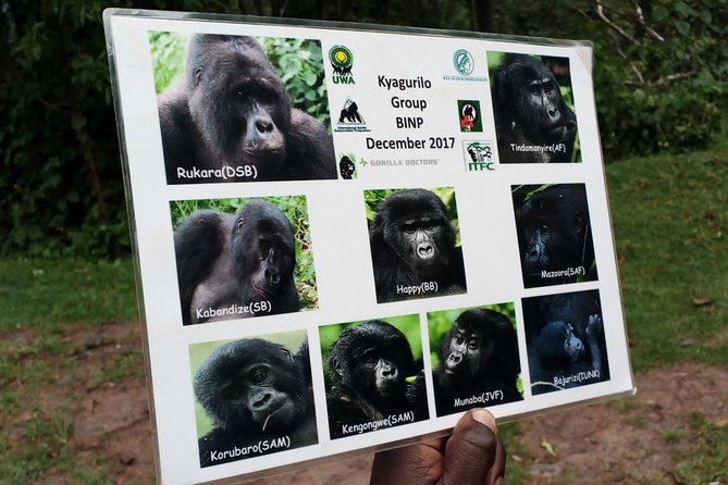 3 Days Gorilla trekking Safari Uganda, Bwindi Impenetrable Forest - Price and Value: What $1,600 Covers, and What That Buys You