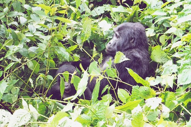3 Days Gorilla Trekking Safari - Day 1: Kigali Genocide Memorial, Rwanda Twin Lakes, and the Cross Into Bwindi