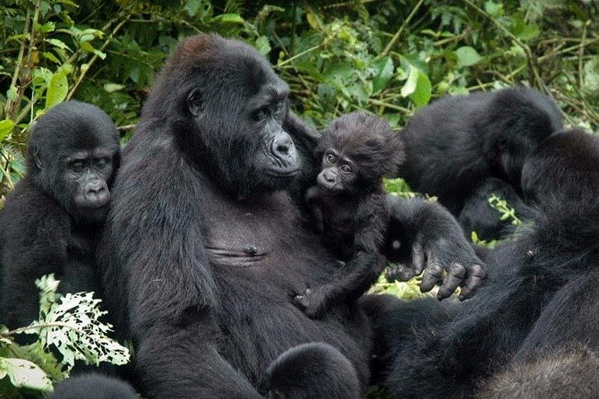 3 Days Gorilla trekking tour - Quick highlights before you go