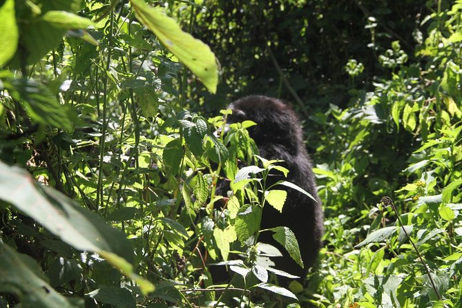 3 Days Gorilla trekking tour - Visitor center briefing, how your gorilla day gets planned
