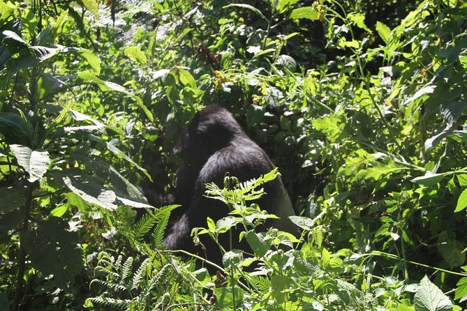 3 Days Gorilla trekking tour - The gorilla trekking day in Bwindi, what you should expect