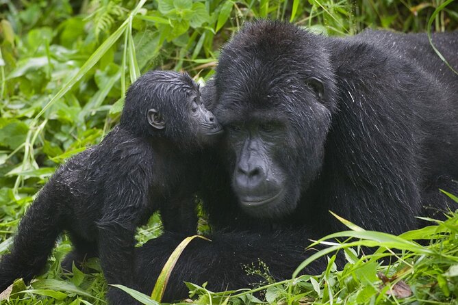 3 Days Gorilla trekking tour - Lake Bunyonyi mention, confirm what you will actually do