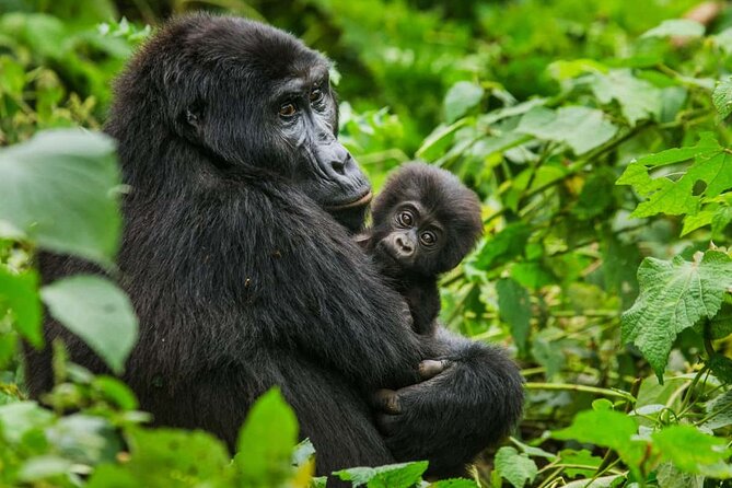 3 Days Gorilla trekking tour - Day 3 return to Entebbe, plan for a long but simpler finish