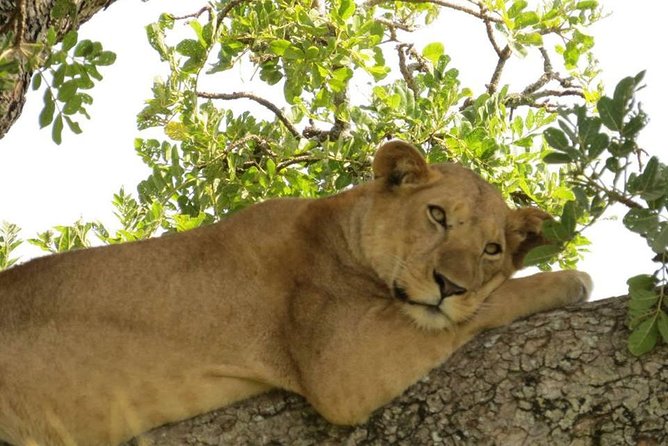 3 Days Group Safari To Queen Elizabeth Park In Uganda. - Getting there from Kampala, and why the timing matters