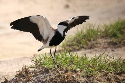 3 Days Group Safari To Queen Elizabeth Park In Uganda.
