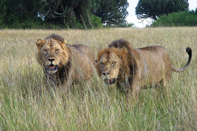 3 Days Group Safari To Queen Elizabeth Park In Uganda. - Price and value: what you are really paying for